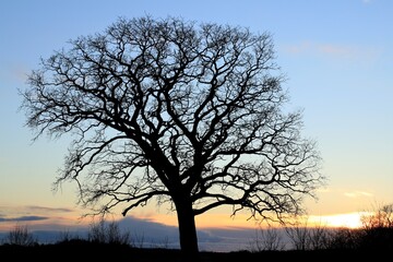 Fototapeta na wymiar Silhouette of an old branched oak tree with romantic sunset light in winter.