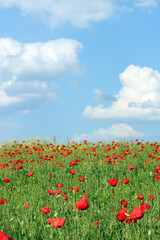 poppies flower meadow landscape in springtime