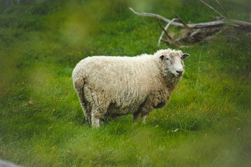 Obraz premium A cute fluffy sheep standing in a green field grazing. High Contrast Autumn Fall Theme.