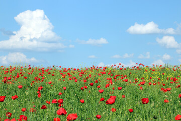 Fototapeta na wymiar red poppies flower meadow landscape in springtime