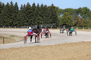 waiting for start harness racing horse trotter breed hippodrome