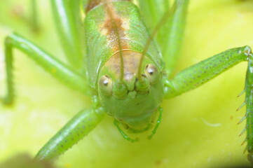 konik polny - zdjęcie makro konika polnego w otoczeniu przyrody, zieleni