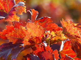 Autumnal Coloured Wine Leaves In A Vineyard