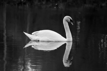 swan on the lake reflecting in the water, black and white