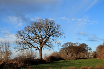 einsame Eiche am Feld
