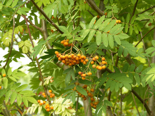 Rowan Berries On Rowan Tree