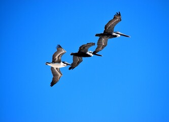 Three pelicans flying in formation over the ocean background.