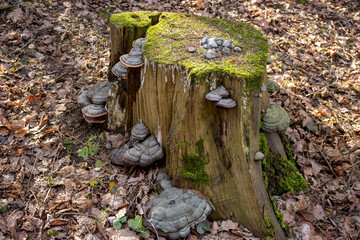 Tinder fungus mushrooms grown on a tree stump