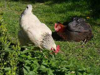 Free-range Chickens Take A Sun Bath On The Lawn