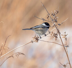 Chickadee on Branch
