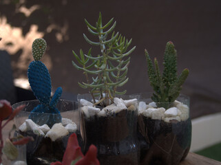 Various cacti cultivated outdoors in plastic containers