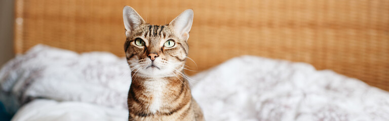 Beautiful pet cat sitting on bed in bedroom at home looking up. Relaxing fluffy hairy striped domestic animal with green yellow eyes. Adorable furry kitten feline friend. Web banner header