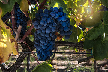 black grapes in the vineyard
