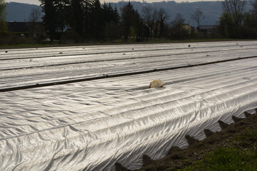 Protector On Vegetable Plantation For Growth Promotion