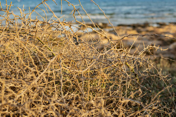 Closeup leafless barren thorny bush with tangled branches, dry dead plant with thorns on branches...