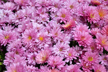 Obraz premium Aster flowers. Aster amellus blossom. European michaelmas daisy bloom. Beautiful fresh chrysanthemum flowers. Autumn nature. Garden plant.