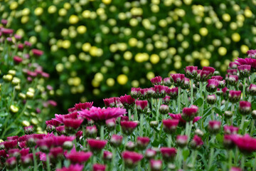 Obraz premium Aster flowers. Aster amellus blossom. European michaelmas daisy bloom. Beautiful fresh chrysanthemum flowers. Autumn nature. Garden plant.