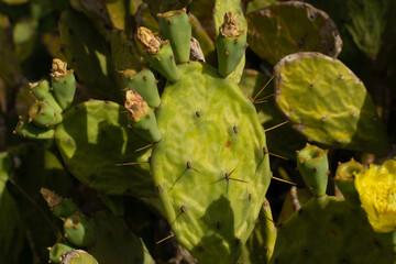 Beautiful Prickly Pear Cactus in Ayia Napa coast in Cyprus. Opuntia, ficus-indica, Indian fig opuntia, barbary fig