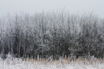Hoarfrost covered trees on a foggy winter morning at Assiniboine Forest in Winnipeg, Manitoba, Canada