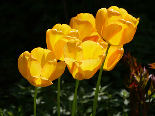 Group Of Yellow Tulips In The Back Light, Dark Background