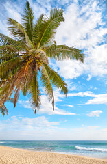 Coconut palm tree over an empty tropical beach on a sunny summer day, Sri Lanka.
