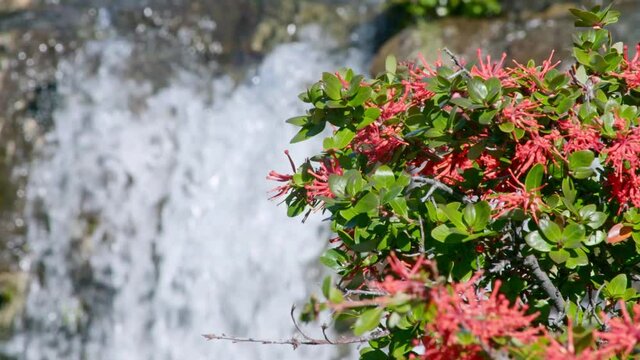 Slow motion of a Chilean fire bush flower, Embothrium coccineum with waterfall behind, Patagonia