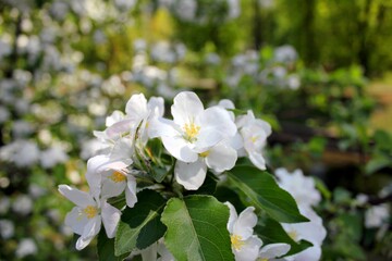 Obraz na płótnie Canvas Flowers of spring apple tree close-up on a sunny day