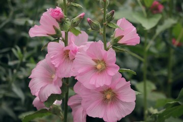 zarte Blüten der Stockrose