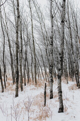Hoarfrost covered trees on a foggy winter morning at Assiniboine Forest in Winnipeg, Manitoba, Canada