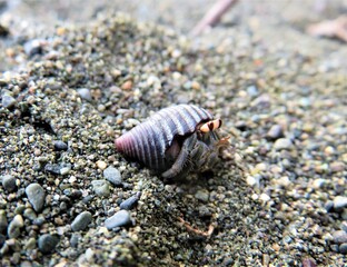 hermit crab