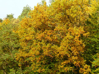 Fototapeta premium Autumn