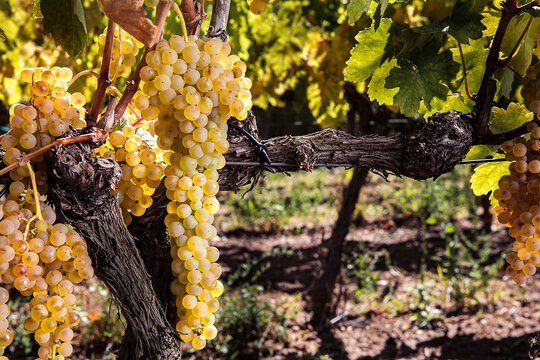 white grapes in the vineyard