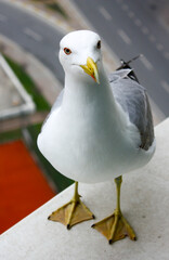 Cute seagull stands on a platform and looks. Handsome seagull shot very close.