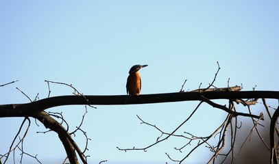 Bird Kingfisher Alcedo atthis sit on branch during sunset