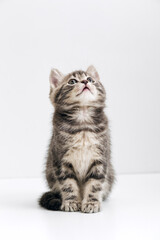 Cute gray cat kid animal with interested, question facial face expression look up on copy space. Small tabby kitten on white background. Vertical format