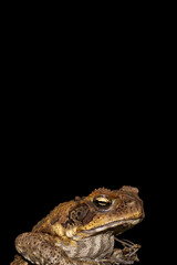 Cane Toad isolated on black background. It is an introduced pest to Australia and is a native to South and mainland Central America. Also known as Marine toad
