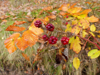 It Has Become Fall, Blackberries Which Are Still Red, In Autumnal Colorful Foliage