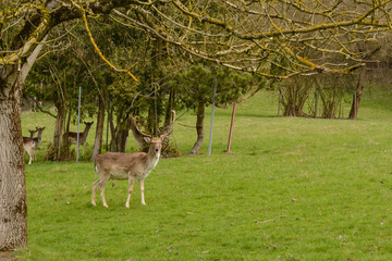Deer And More Deer On Green Meadow