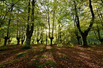 Tranquility at autumnal sunset in a beech forest with a blanket of fallen leaves