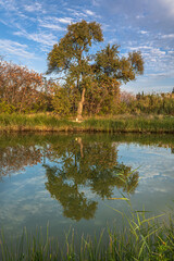 Fototapeta premium Solitary tree and its reflection on the bank of a river