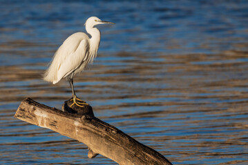 Heron perched on a log in the river. Leadership Concepts