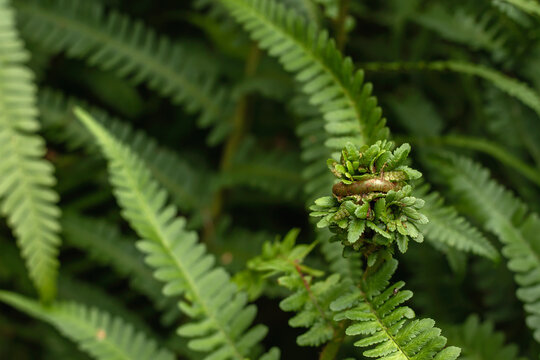 Green fern fronds detail
