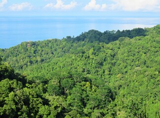 Fototapeta na wymiar landscape of rainforest jungle in Costa Rica