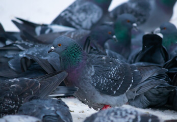 A pigeon in a flock walks around looking for food in the snow