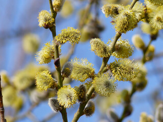 Blooming Willow Catkins, Allergenic Pollen