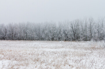 Hoarfrost covered trees on a foggy winter morning at Assiniboine Forest in Winnipeg, Manitoba, Canada