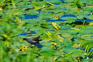 Eurasian Common Moorhen on a green water plant in Heligoland