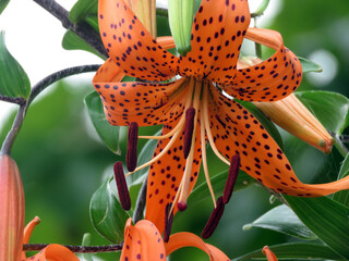 tiger lily Flor Anaranjada