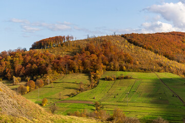 Autumn mountain landscape - yellowed and reddened autumn trees combined with green needles and blue skies. Colorful autumn landscape scene in the Ukrainian Carpathians.