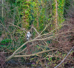 Heron at Irish Countryside Canal